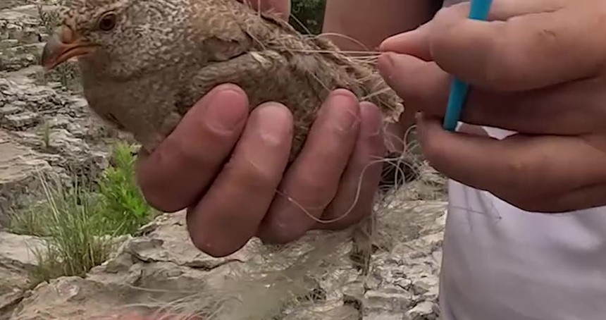 Ağlara takılan kum kekliği doğa fotoğrafçısı tarafından kurtarıldı