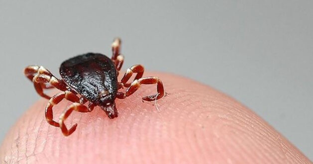 KKKA hastalığı nedir? Belirtileri nelerdir? Ölümcül mü? Belirtileri nelerdir? Tedavisi var mı?