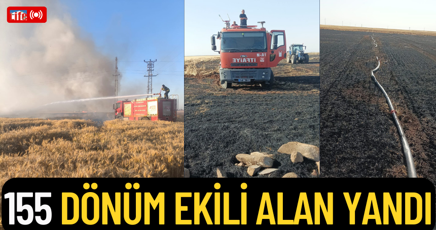 155 dönüm ekili alan yandı