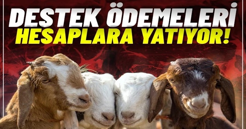 Bakan Yumaklı duyurdu: Destek ödemeleri hesaplara yatıyor