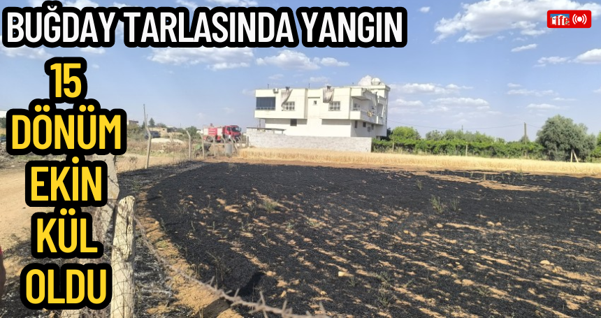 Nusaybin'de buğday tarlasında yangın: 15 dönüm ekin kül oldu