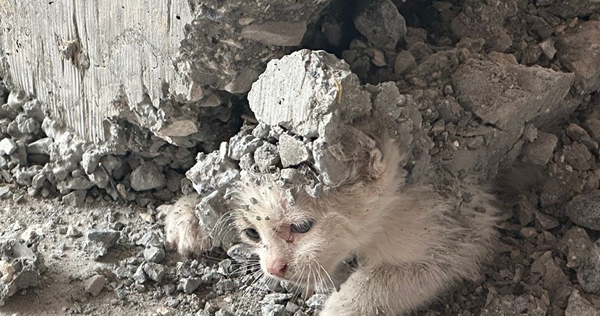 Şanlıurfa’da beton kalıbına sıkışan yavru kedi kurtarıldı