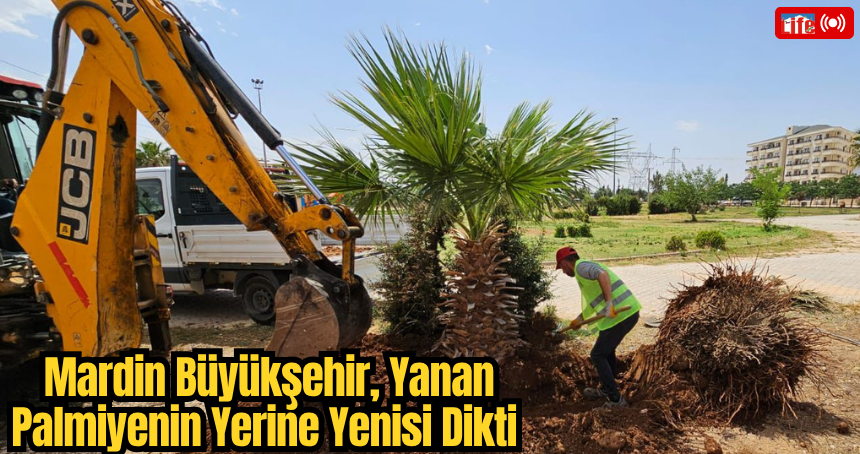 Mardin Büyükşehir, Yanan Palmiyenin Yerine Yenisi Dikti