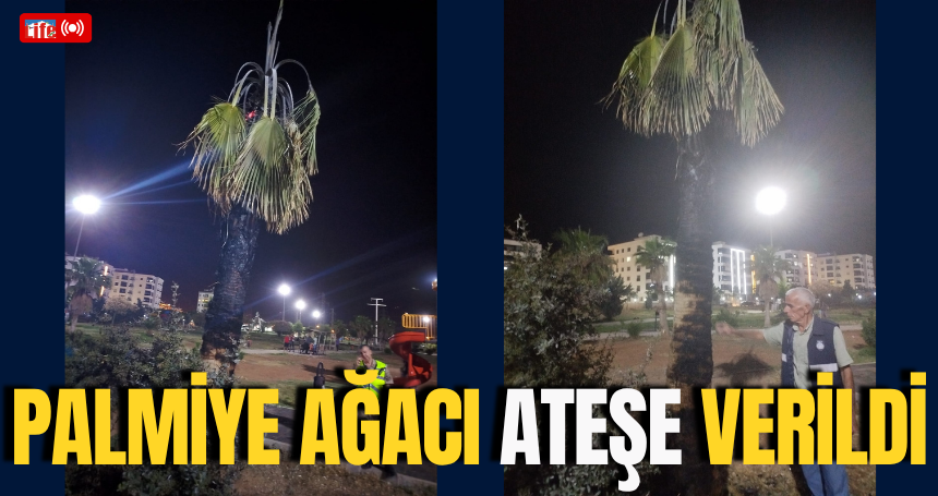 Palmiye Ağacı Ateşe Verildi