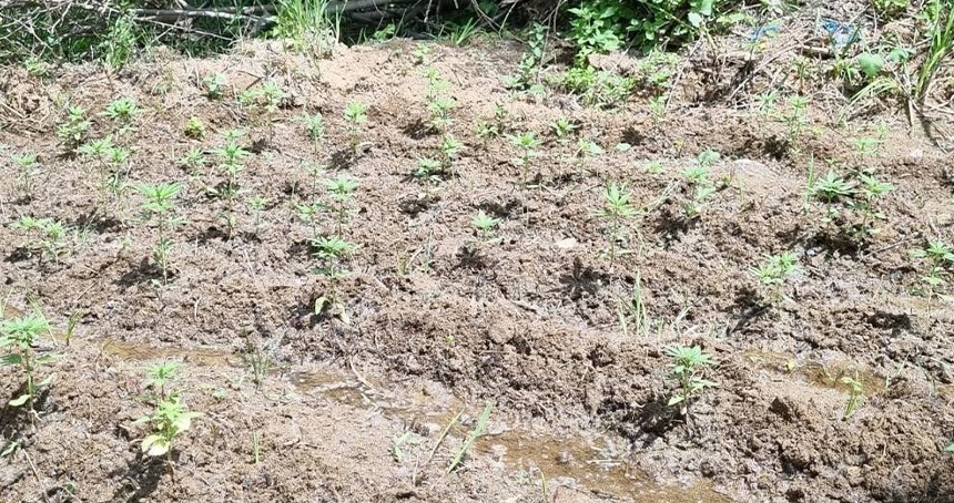 Bingöl’de 330 kök kenevir ele geçirildi
