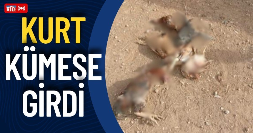 Kümese kurt girdi