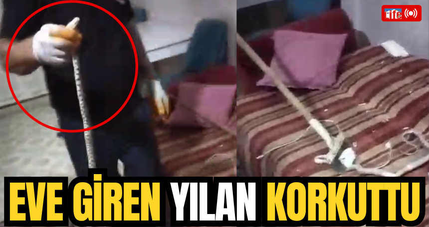 Mardin'de eve giren yılan korkuttu