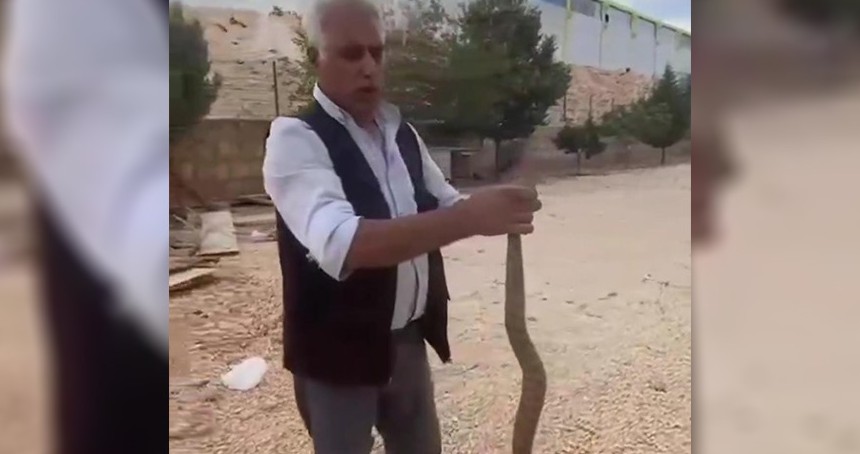 Tavuklarını yediğini iddia ettiği yılanı yakalayıp sosyal medyada paylaştı