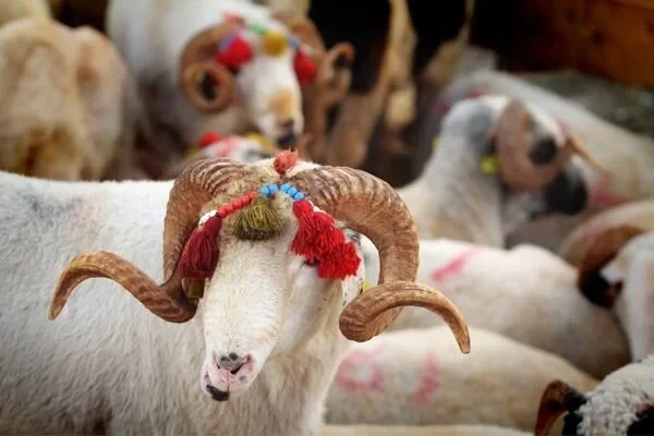 Kurban Bayramı nedir? Nasıl ortaya çıktı? Dinimizde Kurbanın yeri ve önemi