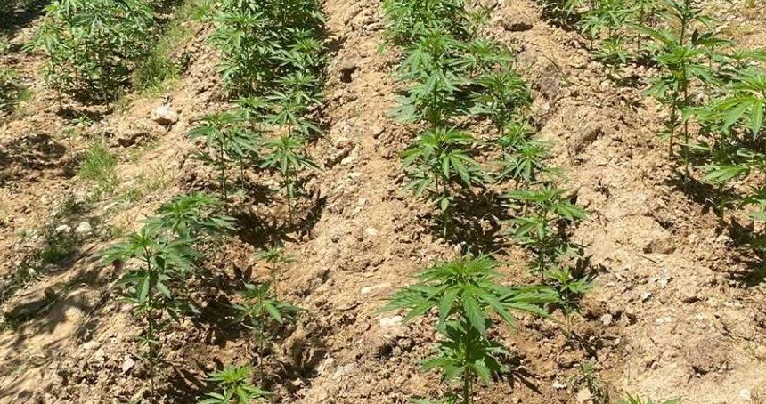 Bingöl'de 4 bin 763 kök kenevir ele geçirildi