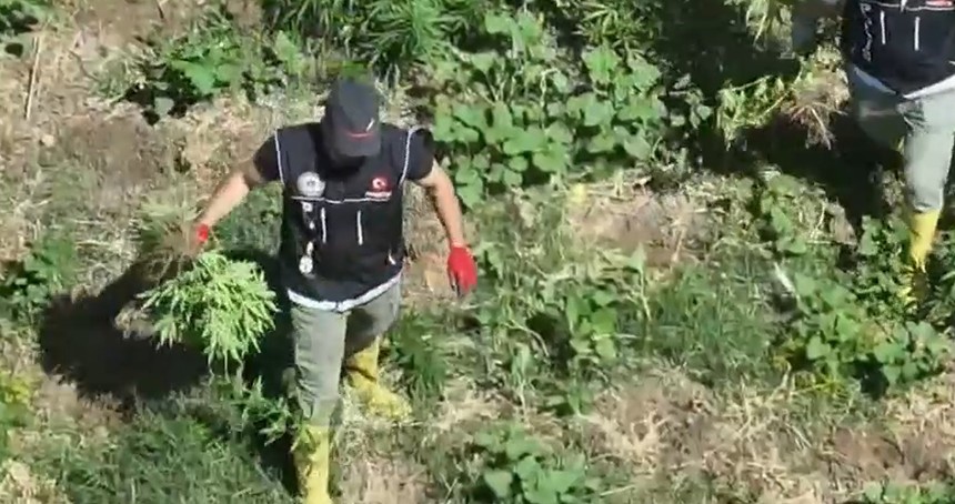 Diyarbakır'da bin 220 adet kök keneviri ele geçirildi