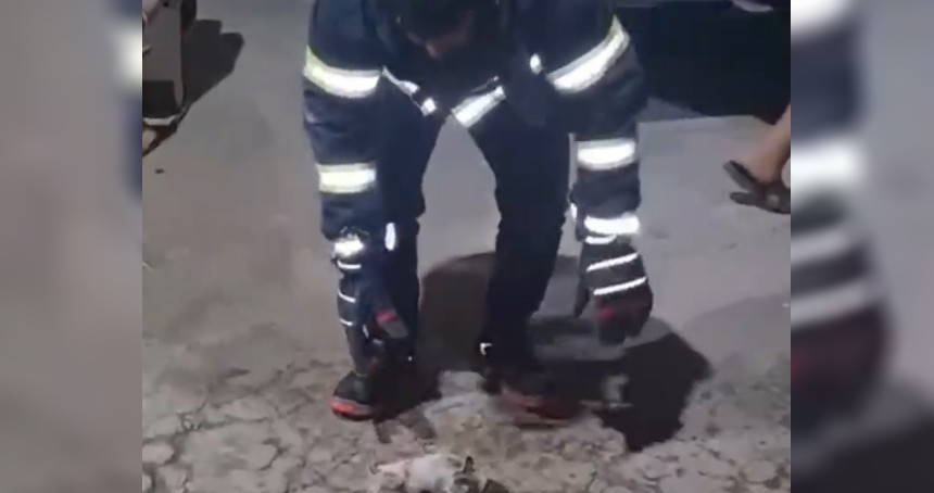 Şanlıurfa'da havalandırma boşluğuna düşen üç yavru kedi kurtarıldı