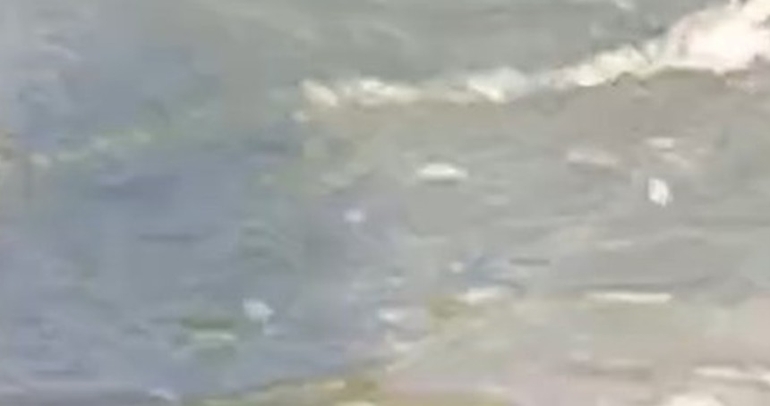 Ağrı'da çift boynuzlu yılan görüldü