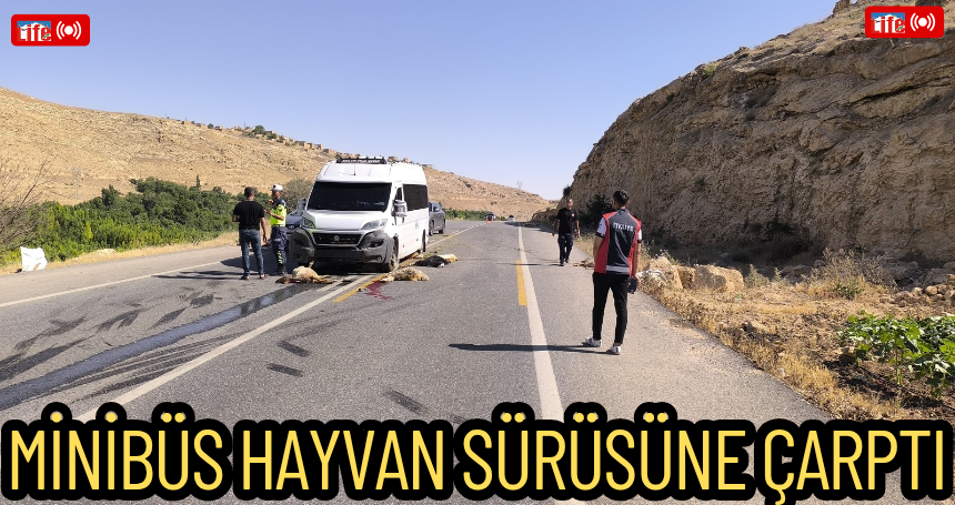 Mardin'de Minibüs Hayvan sürüsüne daldı: 13 Küçükbaş hayvan telef oldu