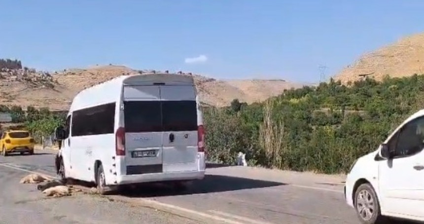 Minibüs koyun sürüsüne çarptı: 13 küçükbaş hayvan telef oldu