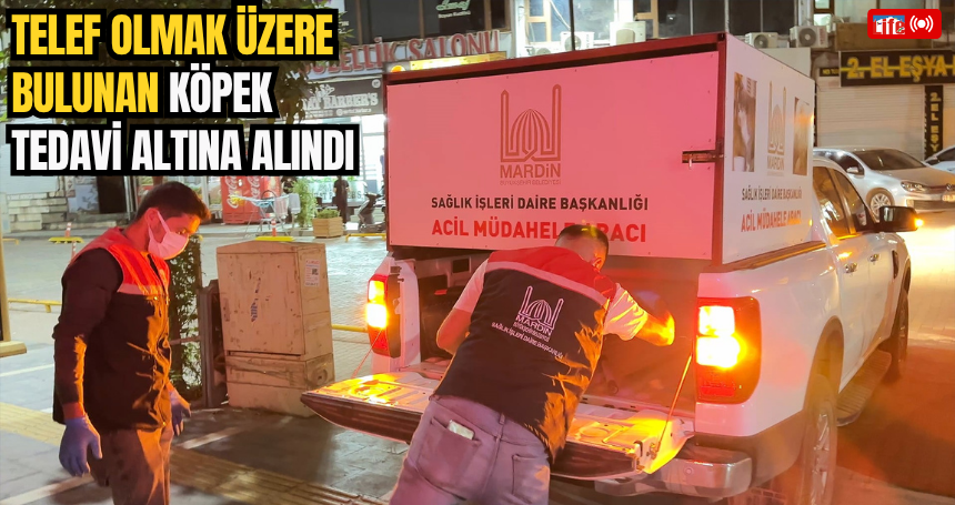 Mardin'de telef olmak üzere bulunan köpek tedavi altına alındı