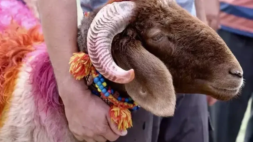 Kurban kesmek farz mı, vacip mi? Kimler kurban kesmekle yükümlüdür? Kurban kesmenin hükmü ve şartları