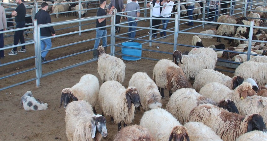 Kurban pazarlarında hareketlilik başladı: Fiyatlar uygun, seçenek bol