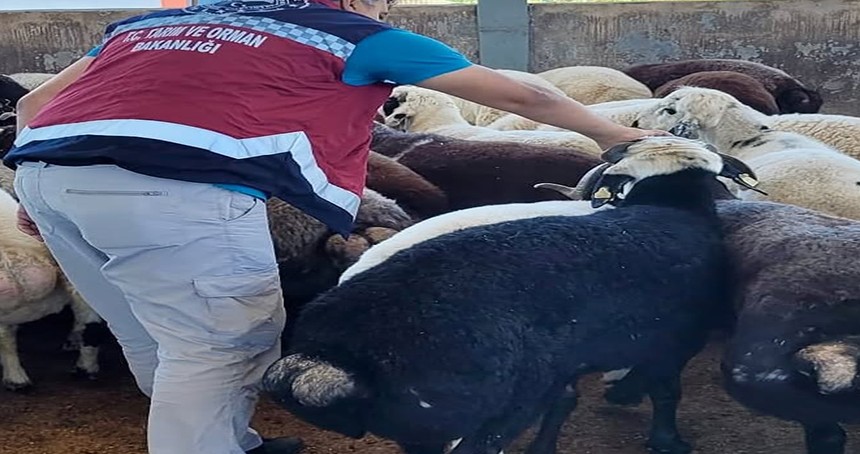 Bingöl'de kurban denetimleri devam ediyor