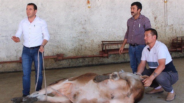 Kurban kesimi nasıl yapılmalıdır? Ne zaman kesilmelidir? Dikkat edilmesi gerekilenler!