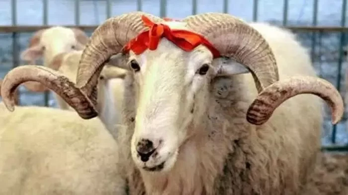 Kürtçe Kurban kesme duası okunuşu ve Türkçe anlamı