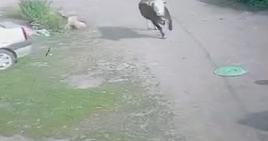 Ağrı'da firari dana şeker toplayan çocukları korkuttu