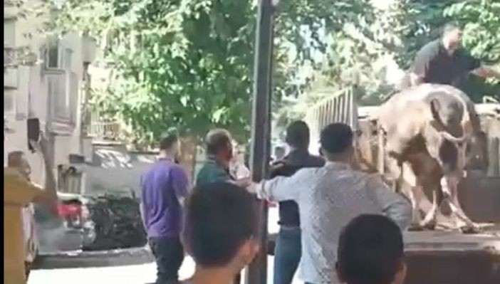 Dehşet anı kamerada! Boynuz darbeleriyle yere böyle savruldu