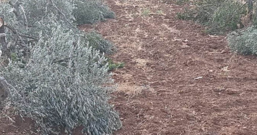 Yahudiler ekini ve nesli ifsad etmeyi sürdürüyor
