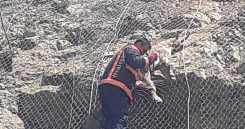 Tellerin arasına sıkışan yaban keçileri kurtarıldı