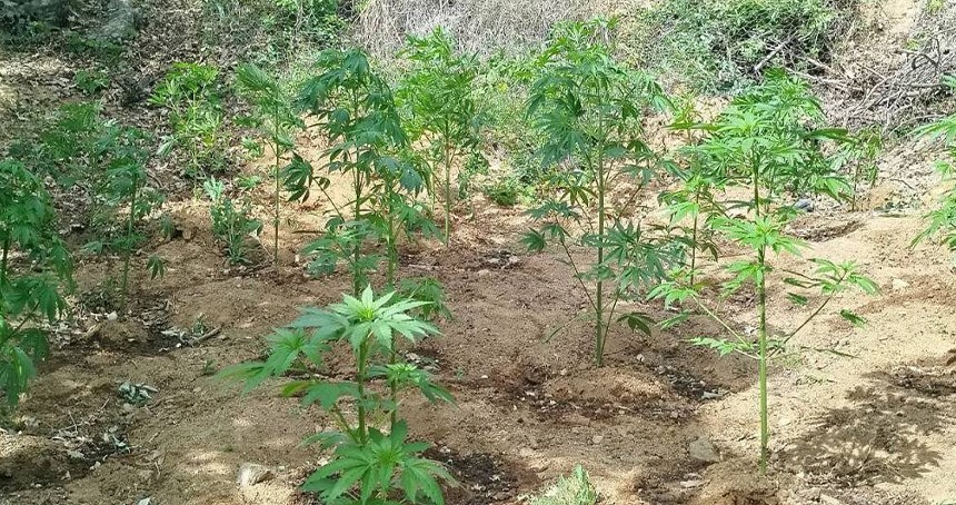 Bingöl’de 228 kök kenevir ele geçirildi