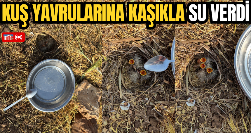 Mercimek tarlasında bulduğu kuş yavrularına kaşıkla su verdi