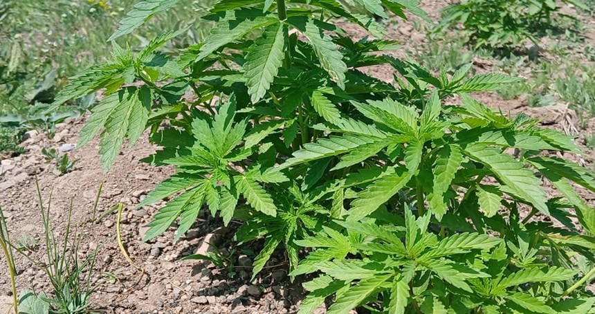 Bingöl'de 700 kök kenevir ele geçirildi