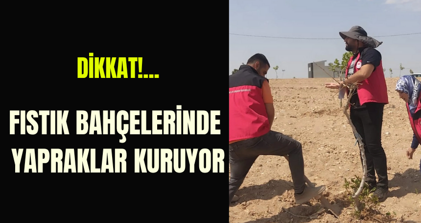 Dikkat! Fıstık bahçelerinde yapraklar kuruyor