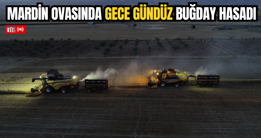 Mardin ovasında gece gündüz buğday hasadı