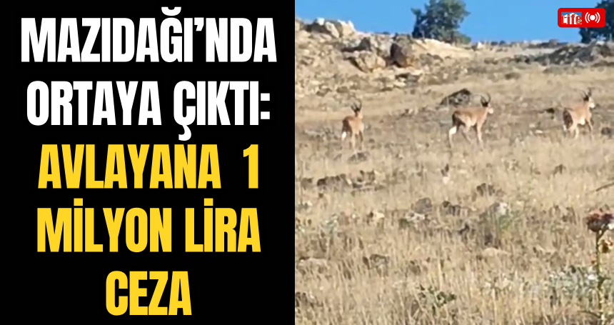 Mazıdağı’nda Ortaya Çıktı: Avlayana 1 Milyon Lira Ceza