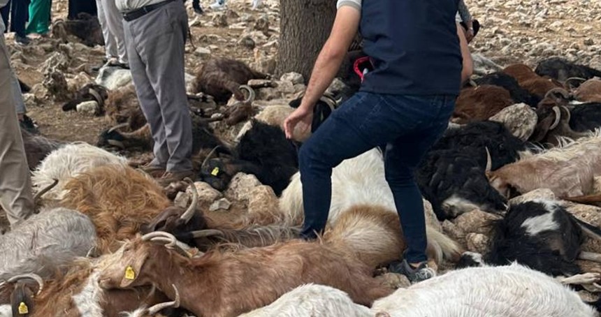 Şırnak'ta yaklaşık 100 küçükbaş, yıldırım düşmesi sonucu telef oldu
