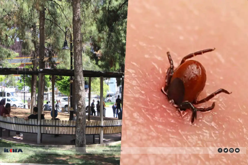 Kenelerden Korunmanın En Etkili Yolları Nelerdir?
