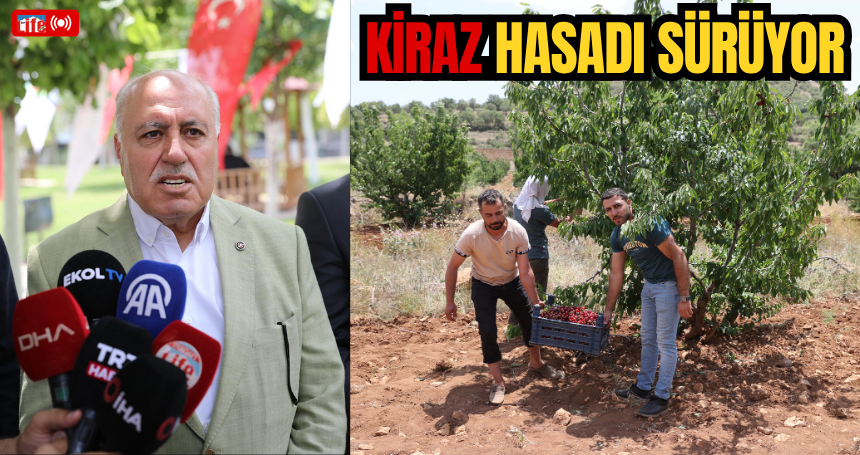 Mardin'de "Napolyon" kirazında hasat sürüyor