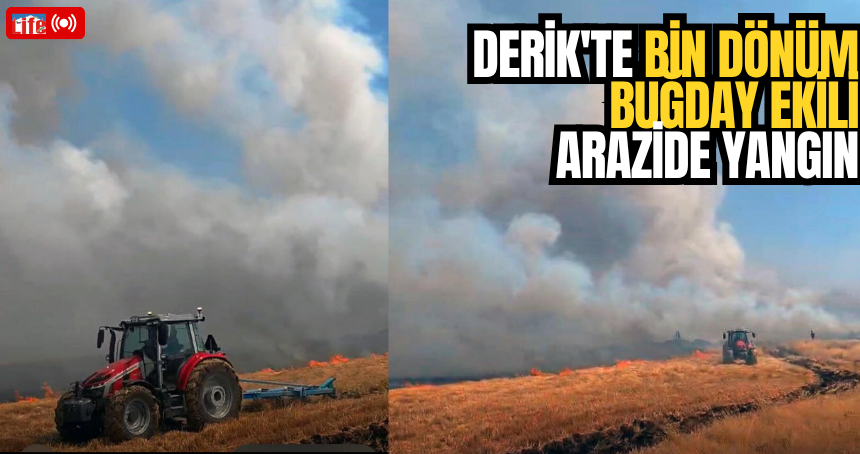Derik'te bin dönüm buğday ekili arazide yangın