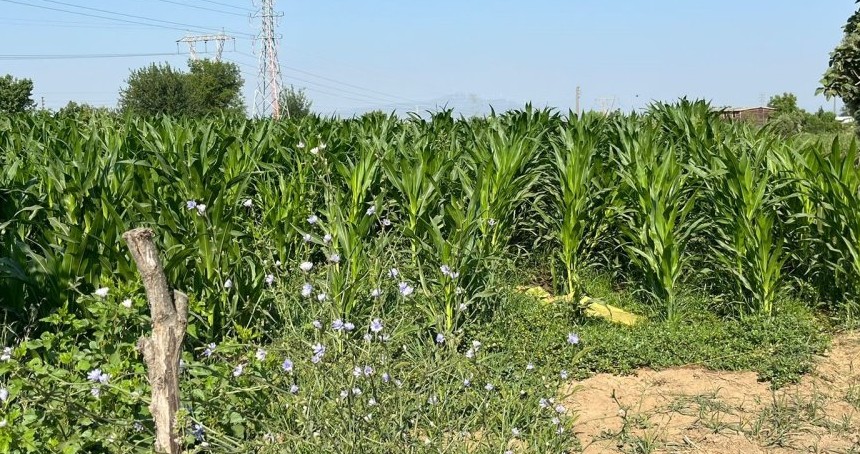 Husumetli akrabalar arasında kan aktı