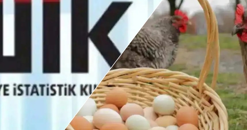 TÜİK: Tavuk eti üretimi arttı, yumurta üretimi azaldı