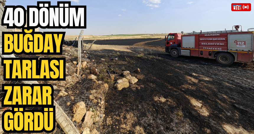 Mardin'de çıkan yangında yaklaşık 40 dönüm buğday tarlası zarar gördü