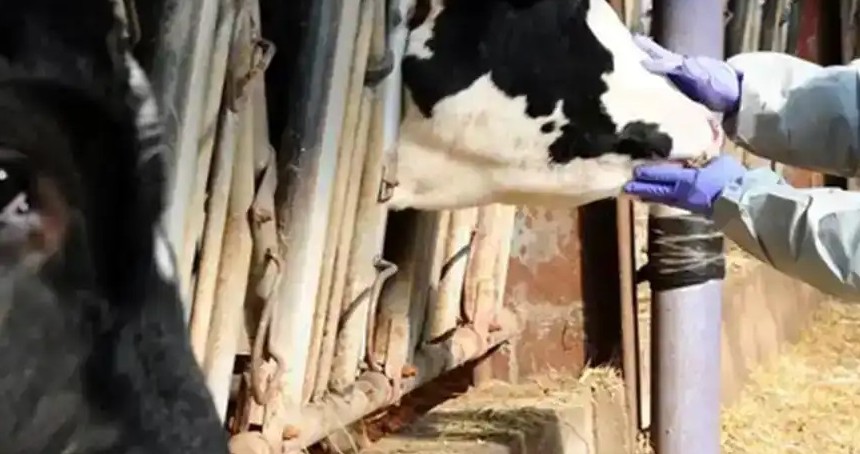 Van’da şap hastalığı nedeniyle hayvan ticareti durduruldu