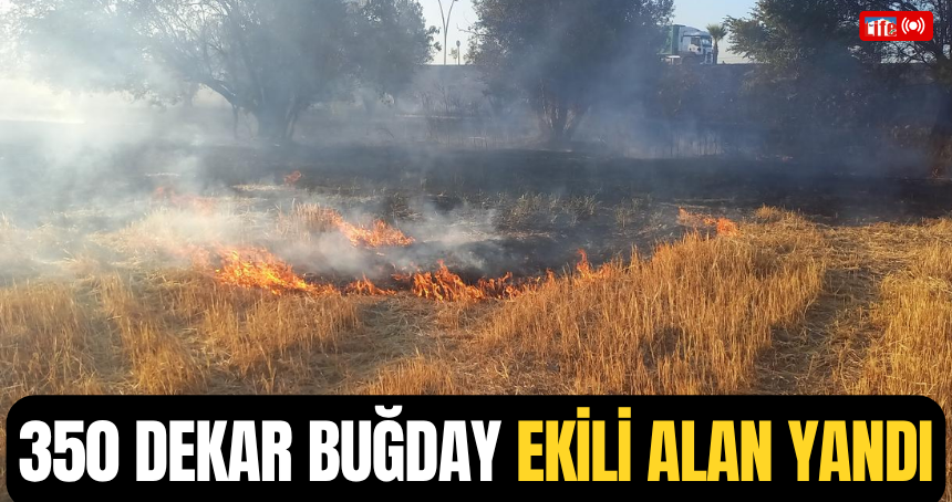 350 dekar buğday ekili alan yandı