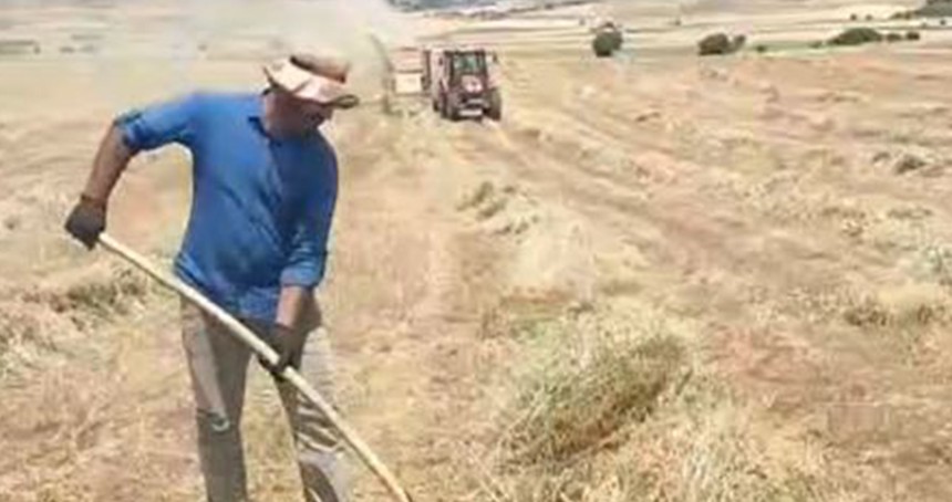 Elazığ Ovası’nda 2025 yılı fiğ hasadı başladı