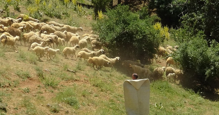 Elektrik ve su sorunu küçükbaş hayvan üreticilerini bezdirdi