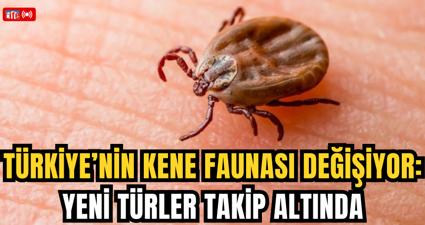 Türkiye’nin kene faunası değişiyor: Yeni türler takip altında