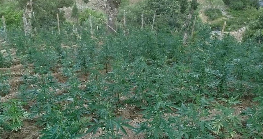 Bingöl'de 15.300 kök kenevir ele geçirildi