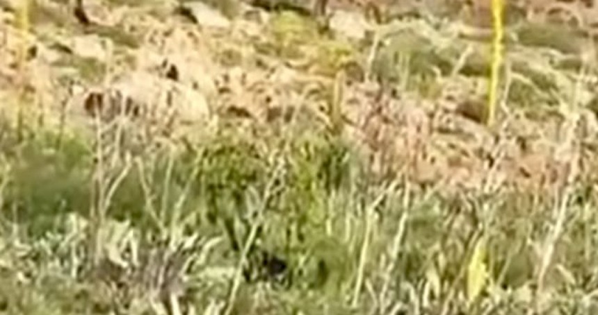 Bingöl'de dağ keçisi çobanlara eşlik etti