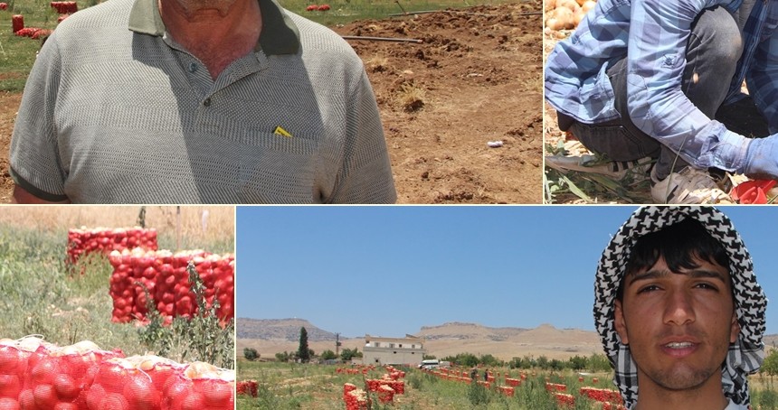 Mardin’de soğan hasadı başladı: Çiftçi emeğinin karşılığını alamamaktan şikayetçi